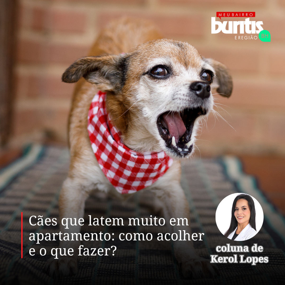 Cães que lá tem muito em apartamento: como acolher e o que fazer?