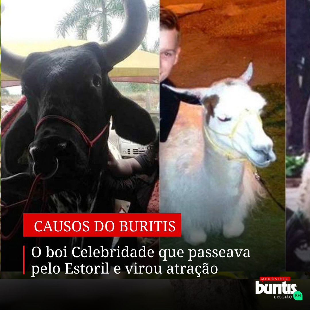 O boi Celebridade que passeava pelo Estoril e virou atração em BH